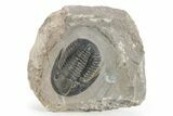 Dalejeproetus Trilobite - Uncommon Moroccan Proetid #245519-1